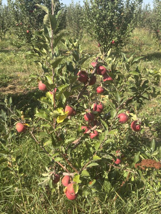 Яблоневый сад (apple garden)