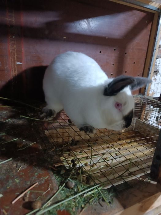Продается кролики 12шт со клетками ОПТОМ