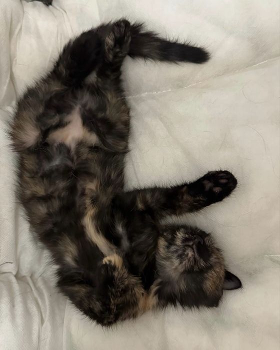 Котенок - девочка,  Милания , 4 месяца