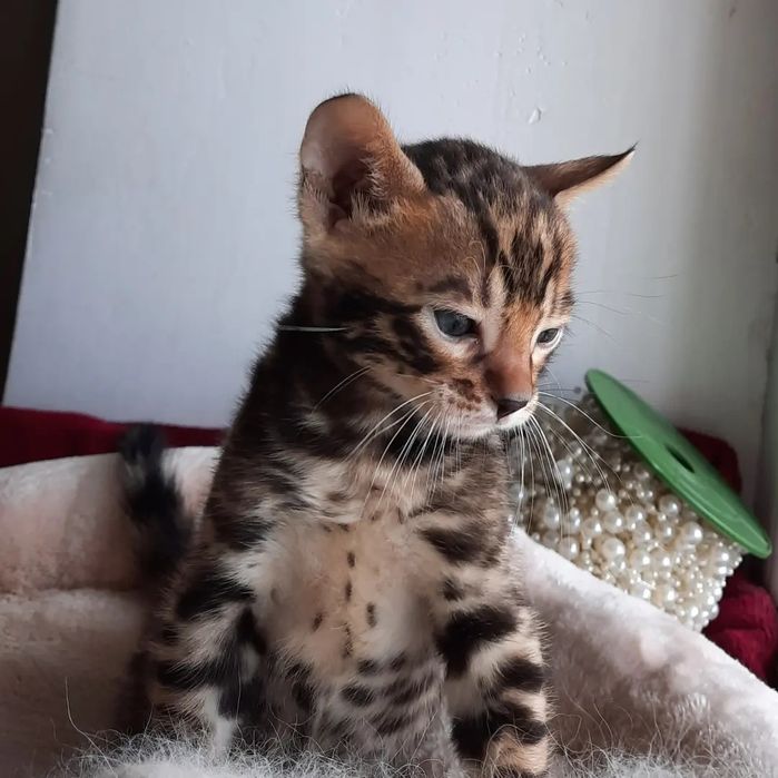 Продам бенгальских котят
