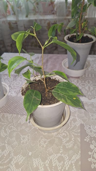 Продам Фикус Бенжамина