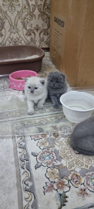 Продаётся пародистийе катята