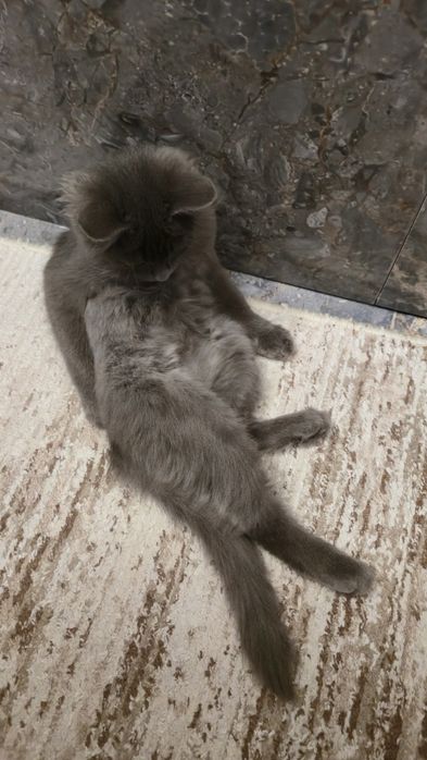 Котенок девочка.  .