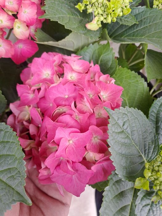 Гортензия голланд