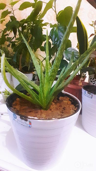 Aloe vera/Алоэ вера