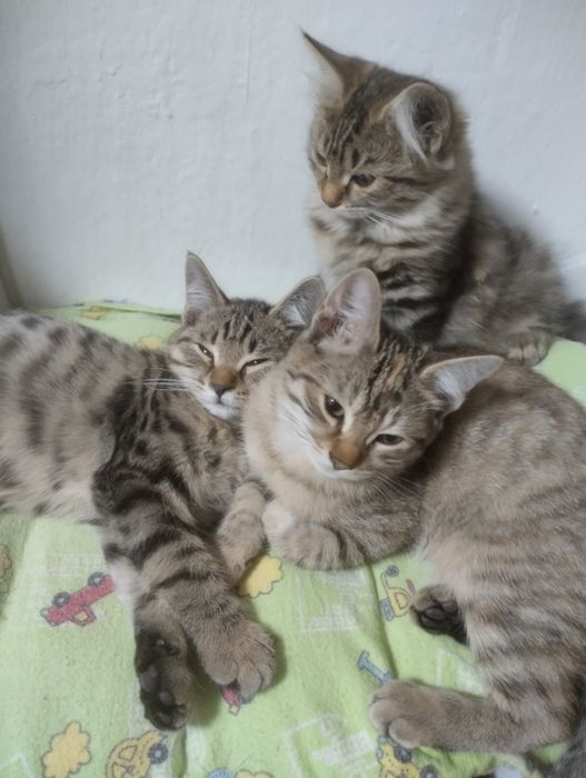 Котик 4 месяца в подарок