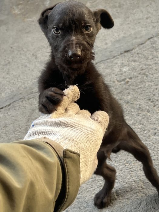 Продам щенка дратхара мальчик