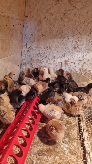 Хонаки жужалар! ДОМАШНЫЕ ЦЫПЛЯТА