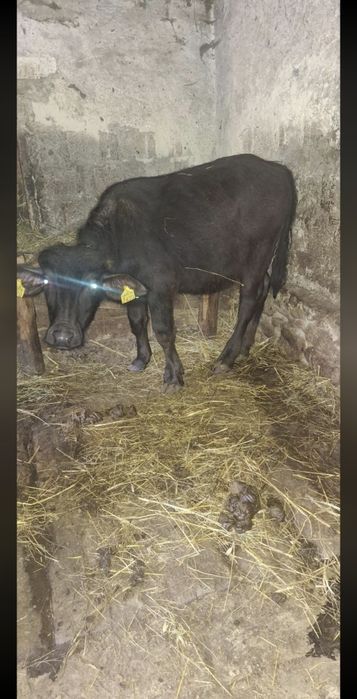 Vând vițel bivolță