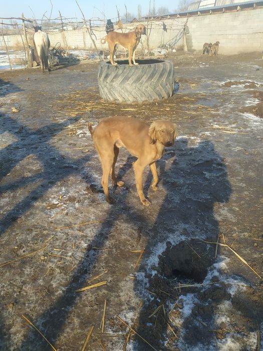 Продаются тазы .