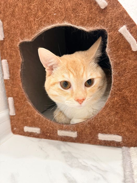 Кошка кошка кошка