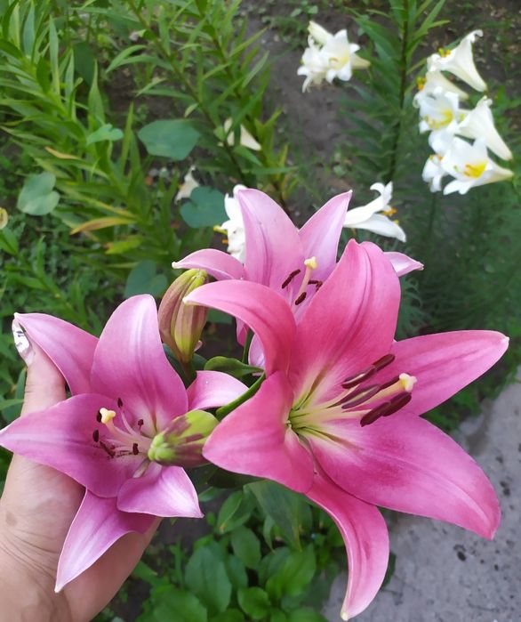 Продаются цветы. Лилии