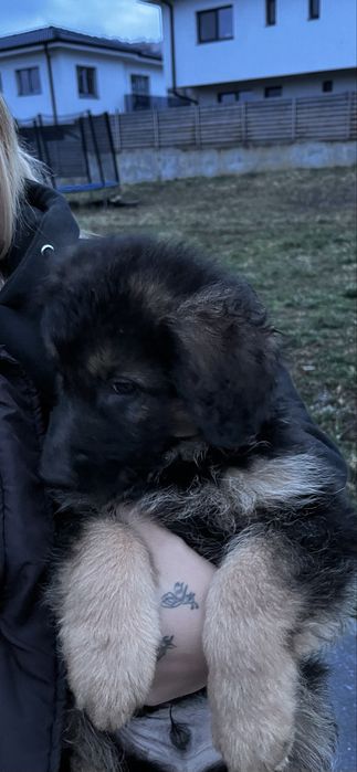 Donez pui ciobanesc german