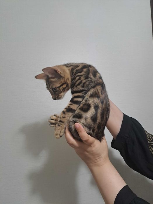 Бенгальские котята