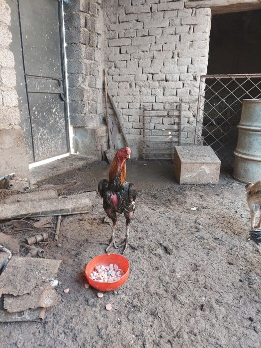 Дакан товукни тухумлари,бостириш учун