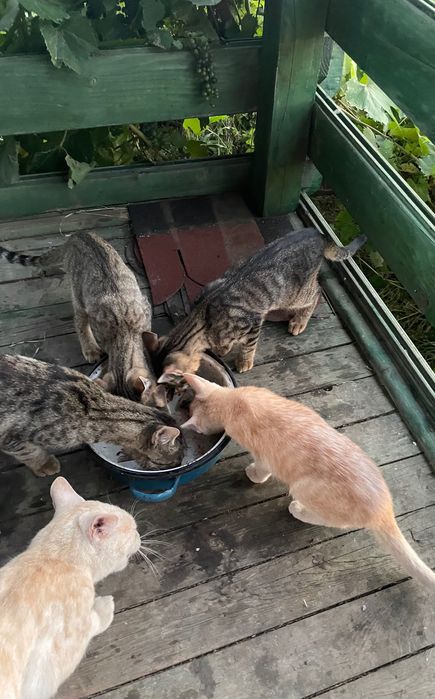 Pui de pisici spre adoptie