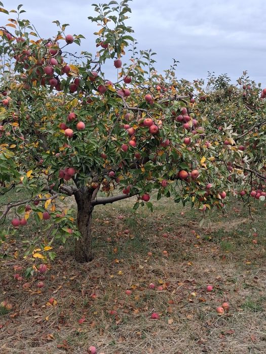 MERE BIO DIRECT DIN LIVADĂ – Sănătate curată la doar 2,5 lei/kg!