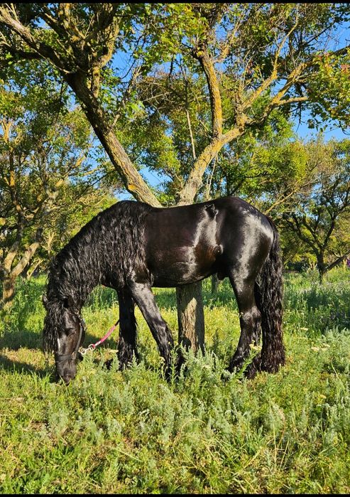 Vand armasar Irish Cob