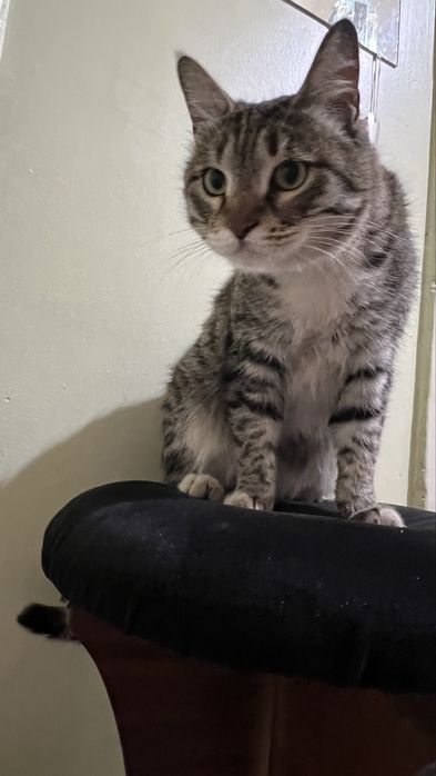 Kastiratciya qilingan ogil bola mushuk yoshi odam yoshida 1.5yosh