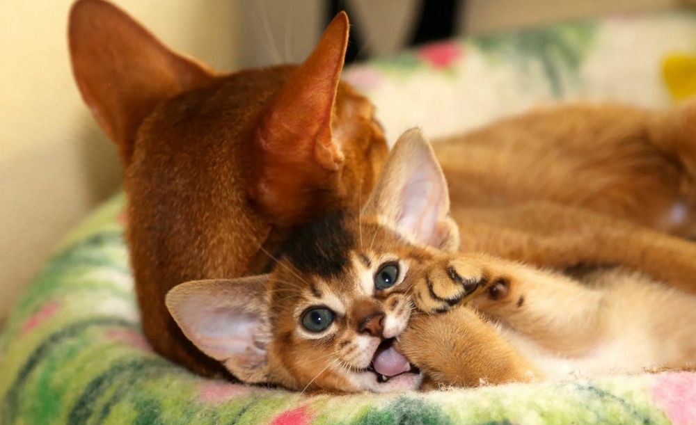 Абиссинские- СОЛНЕЧНЫЕ детки