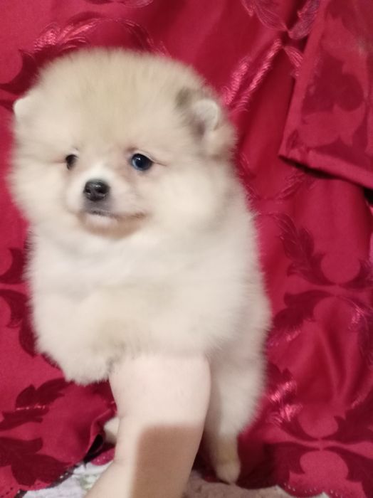 Продам щенка шпица