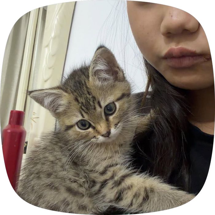 Продается домашняя кошка