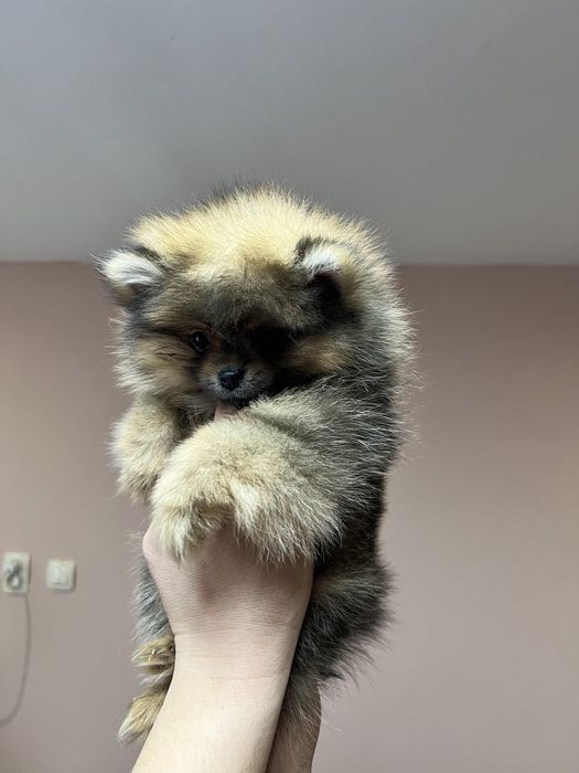 Сладки  Померанчета