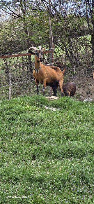 Țap alpin francez ciut,o capră și un ied