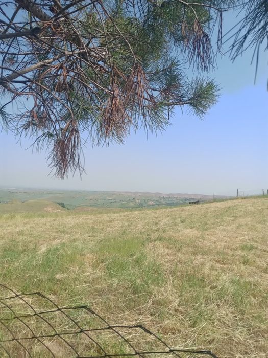 Dachniy yer sotladi 6 sotik