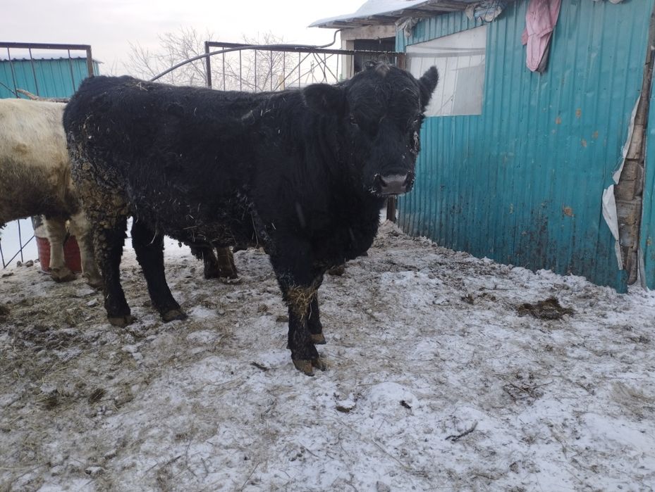 Ауликоль. Ангус. На племя .