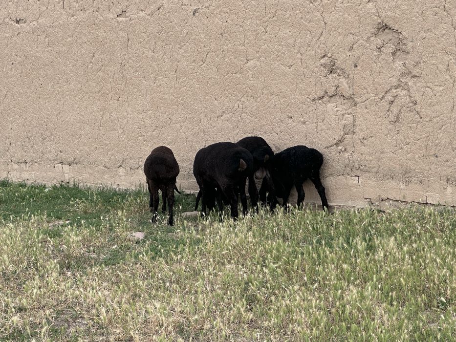 Qoylar sotiladi 4 ta
