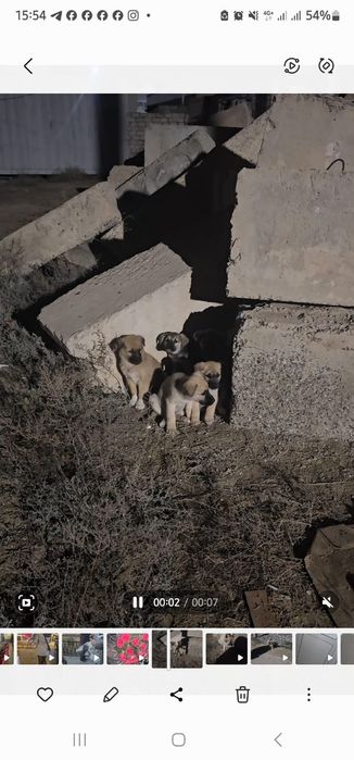 Щенята в добрые руки