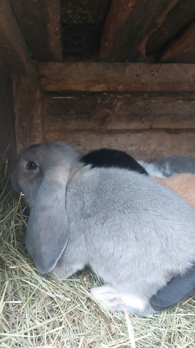 Vand toți ieprui 6 buc Berbec German