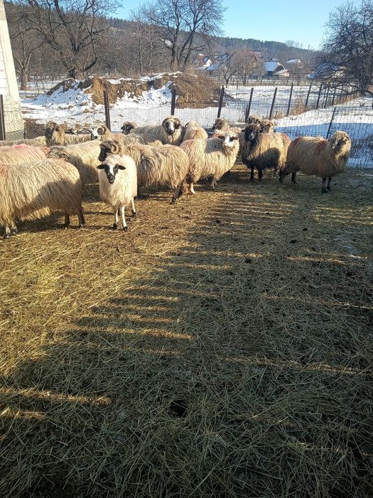 Oii de vânzare  preț 750