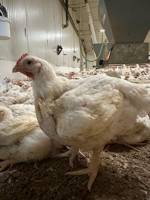 Pui alb de carne pui rasa mixta