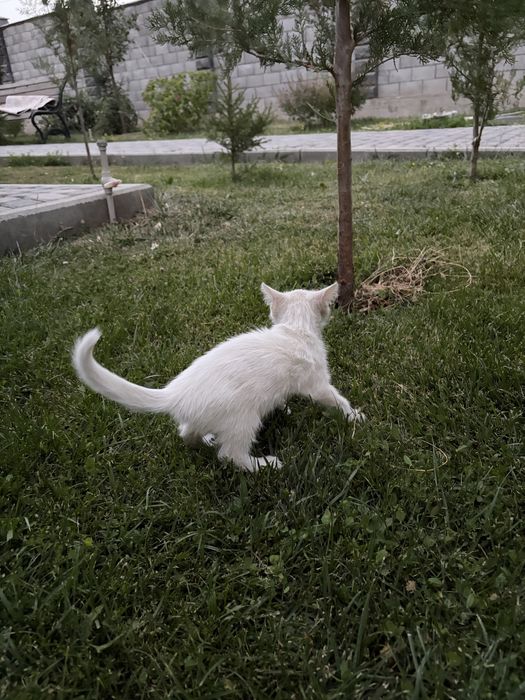 Белый пушистый котенок