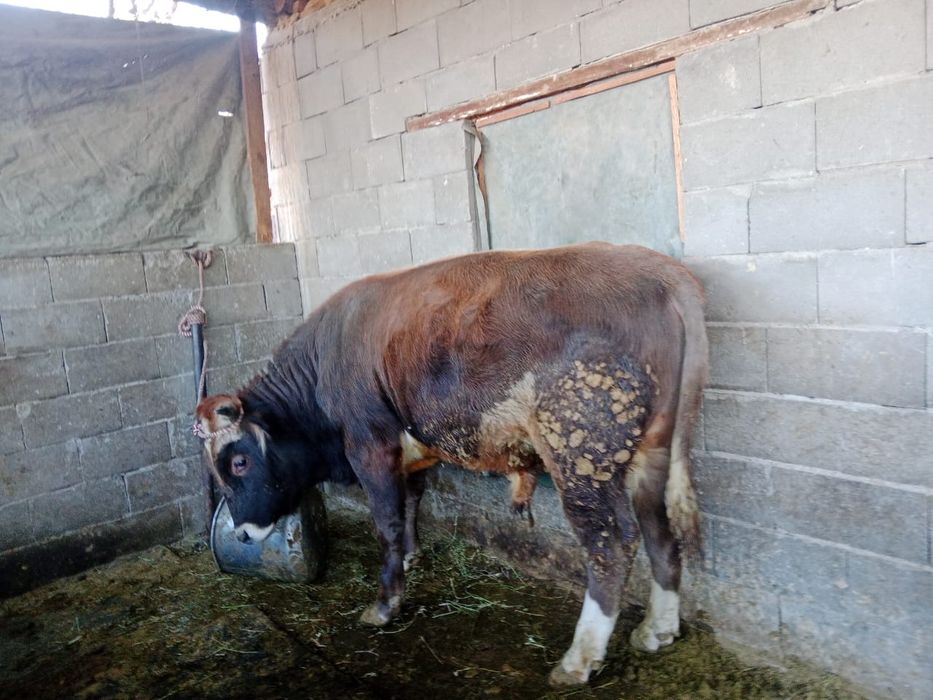 Продам быка живьём