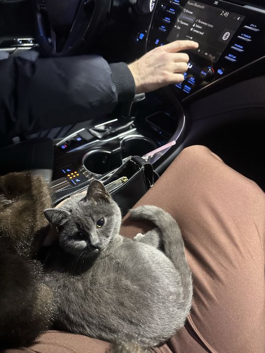 Отдам котенка 5мес