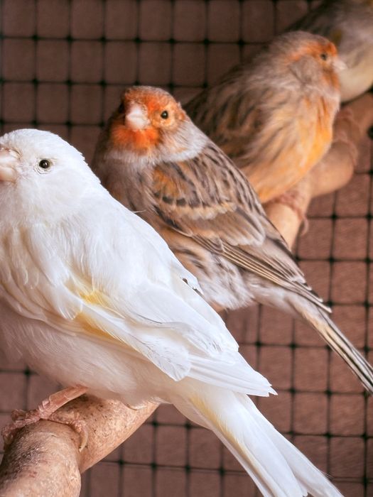 Продавам Канарчета/ Канари