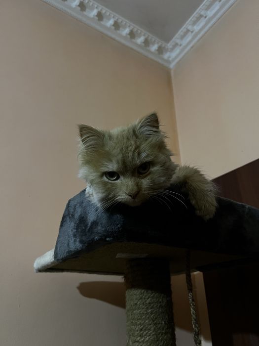 Кот породный бесплатно