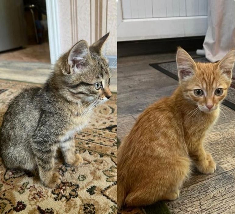 Отдам котят в хорошие руки