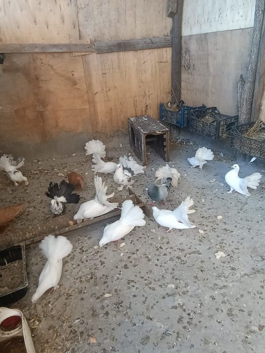 Porumbei voltați