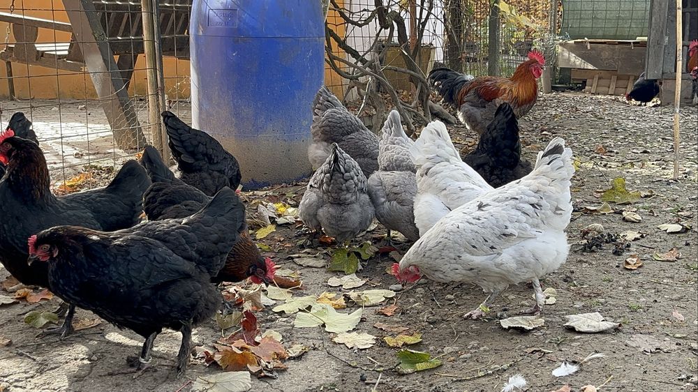 Gaini si cocoși Marans