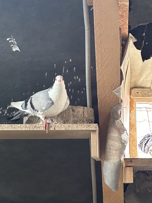 Porumbei Jucatori de Galati