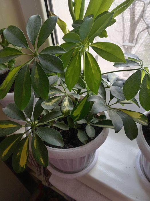 Продаётся домашние цветы