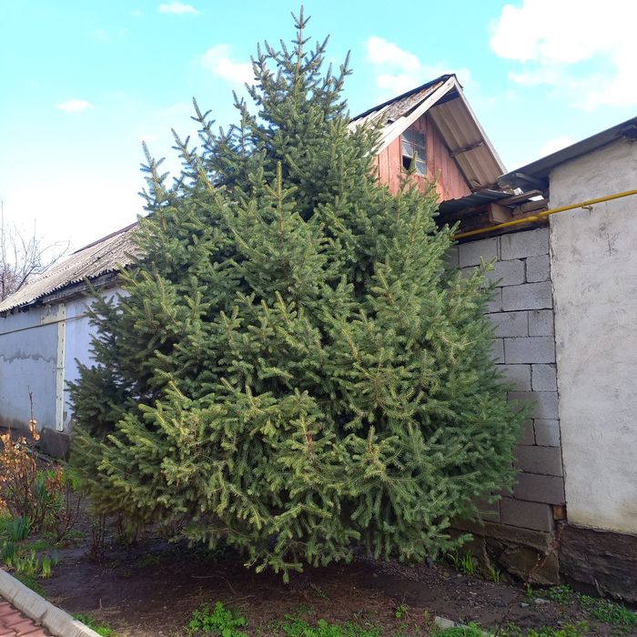 Продам ёлку СРОЧНО