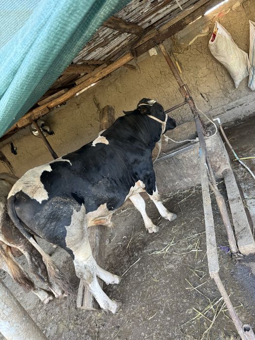 Buqa sotiladi soglom yeb ichiwi yaxwi