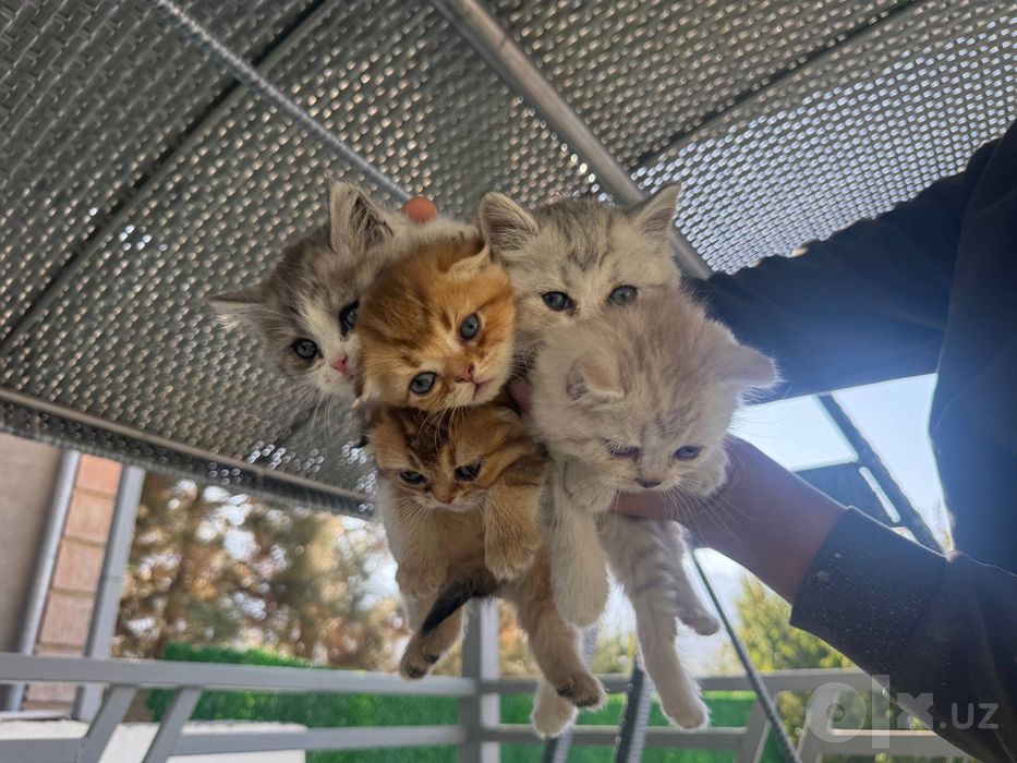 Скоттиш-фолд и скоттиш-страйт