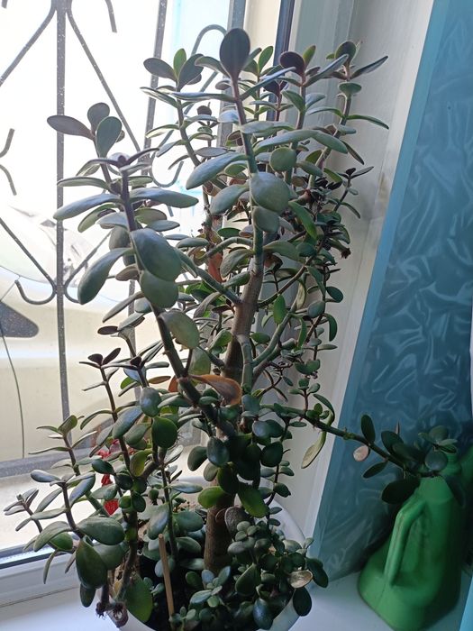 Продам комнатные цветы.