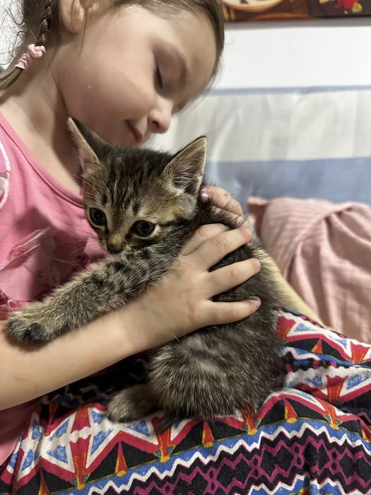 Отдаем котенка в хорошие руки